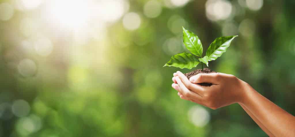 eco-friendly image of hands holding plant