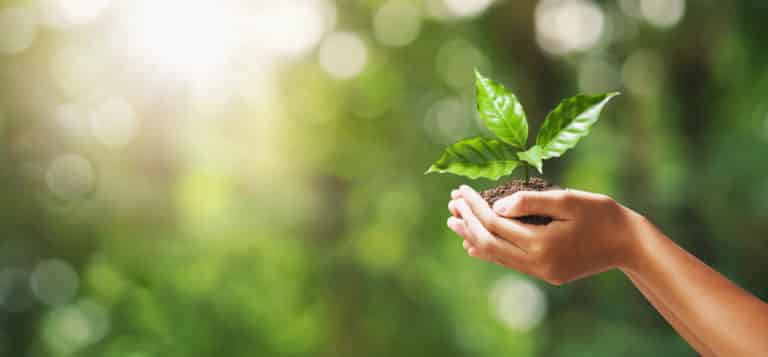 eco-friendly image of hands holding plant
