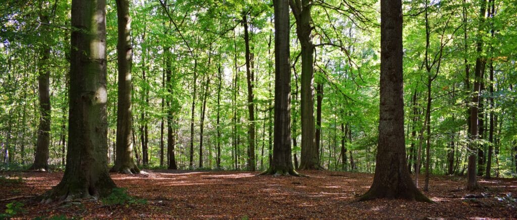 Sonnenbeschienene Waldszene in den flämischen Ardennen mit hohen Bäumen, belaubtem Boden und ruhiger Atmosphäre.
